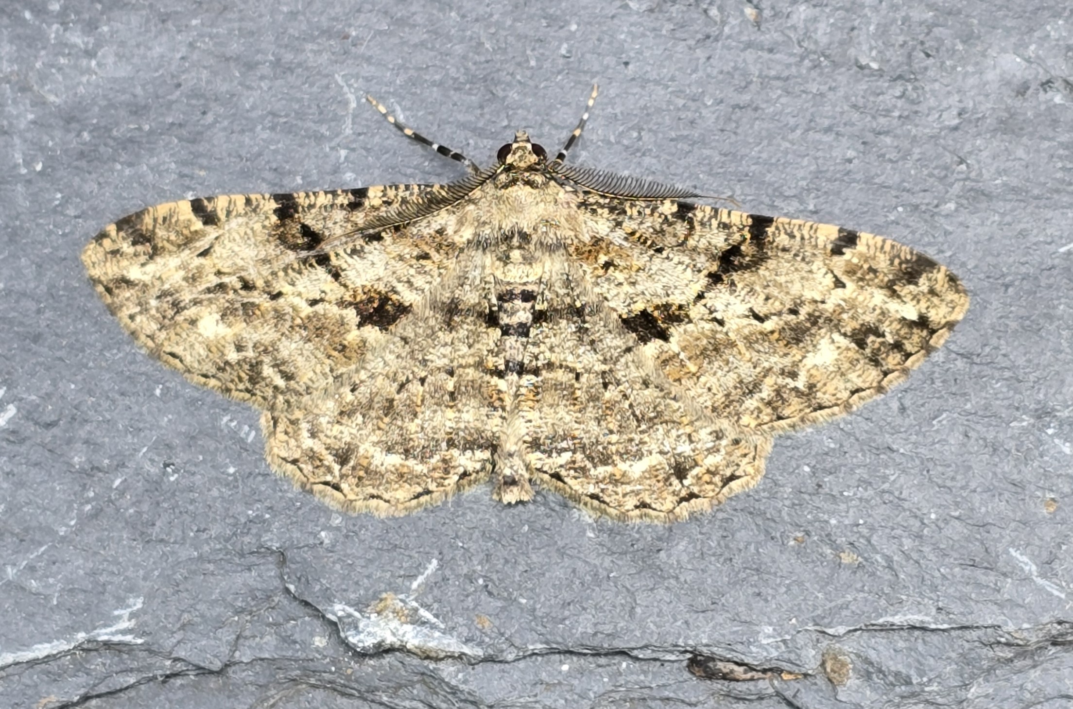 Photo of Willow Beauty (Peribatodes rhomboidaria)